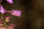 Scalloped milkwort